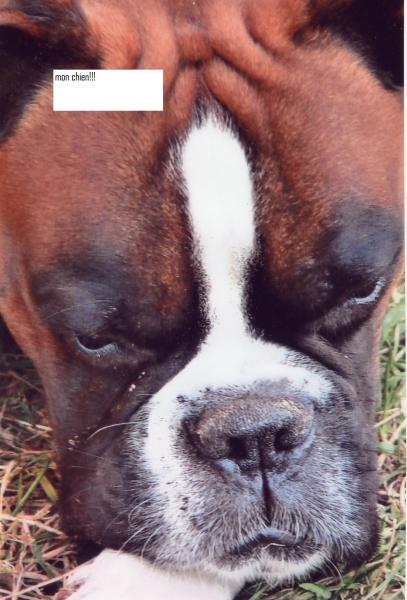 la tête de mon chien 